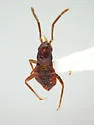 Cyrtopeltocoris ajo - photo 5