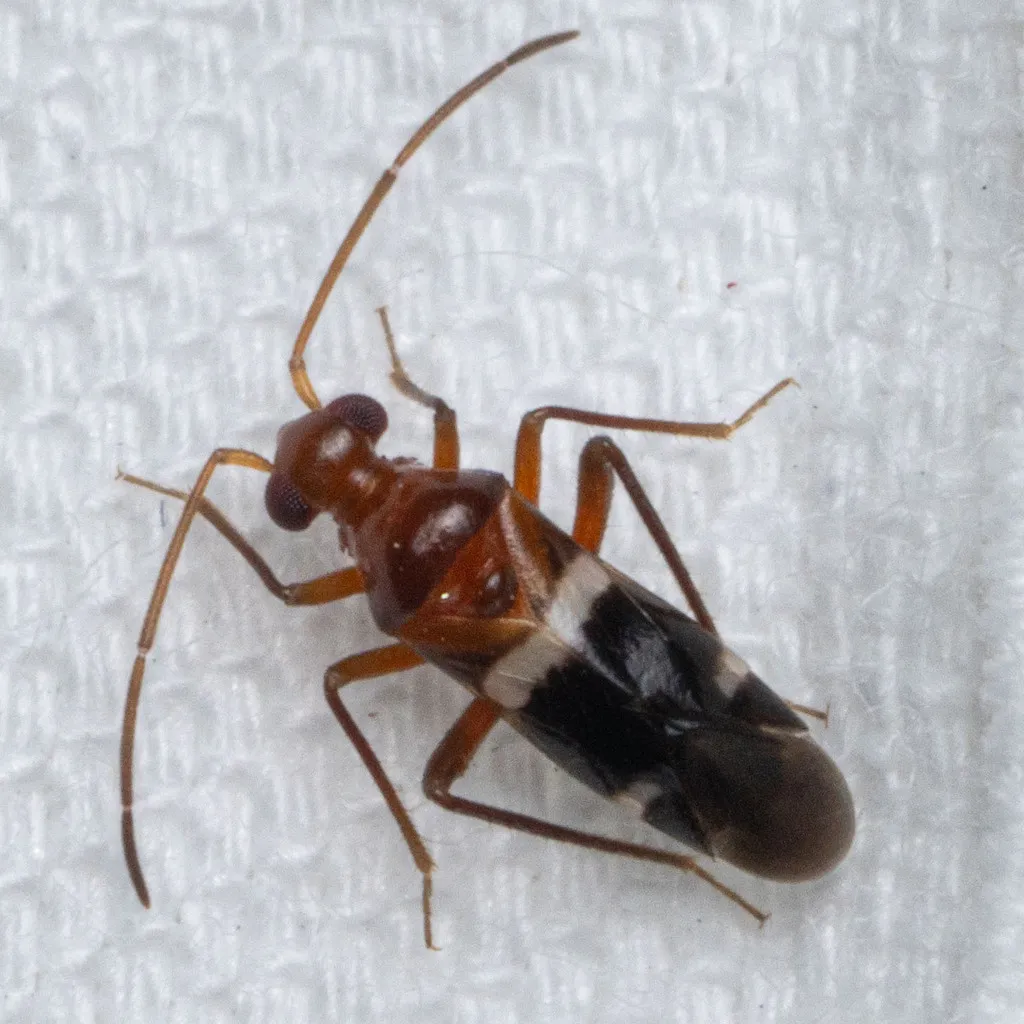 Cyrtopeltocoris albofasciatus - photo 2
