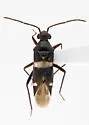 Cyrtopeltocoris huachucae