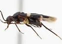 Cyrtopeltocoris huachucae - photo 2