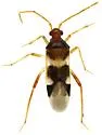 Cyrtopeltocoris rubripes