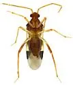 Cyrtopeltocoris rubripes - photo 2