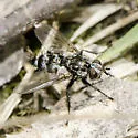 Cyrtophleba coquilletti