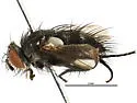Cyrtophleba coquilletti - photo 2