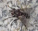 Cyrtophleba coquilletti - photo 3