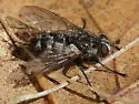 Cyrtophleba coquilletti - photo 4