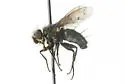 Cyrtophleba horrida