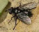 Cyrtophleba nitida - photo 2