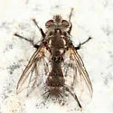 Cyrtophleba nitida - photo 3