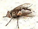Cyrtophleba nitida - photo 4
