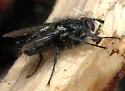 Cyrtophleba nitida - photo 5