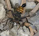 Black-tufted Bandit