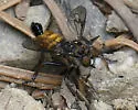 Black-tufted Bandit - photo 2