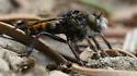 Black-tufted Bandit - photo 3