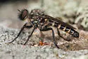 Madrean Bandit - Cyrtopogon beameri