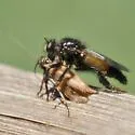 Boreal Bumblebee Bandit - photo 2