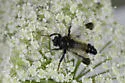 Boreal Bumblebee Bandit - photo 4