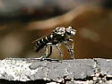 Brush-faced Bandit - Cyrtopogon lutatius