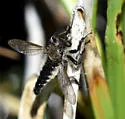 Semaphore Bandit - photo 4