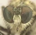 Narrow-faced Bandit - photo 3