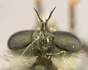Narrow-faced Bandit - photo 4