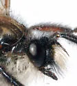 Sagebrush Bandit - photo 3