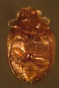 Cyrtusa subtestacea - Cyrtusa subtestacea
