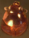 Cyrtusa subtestacea - photo 3