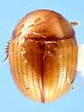 Cyrtusa subtestacea - photo 4