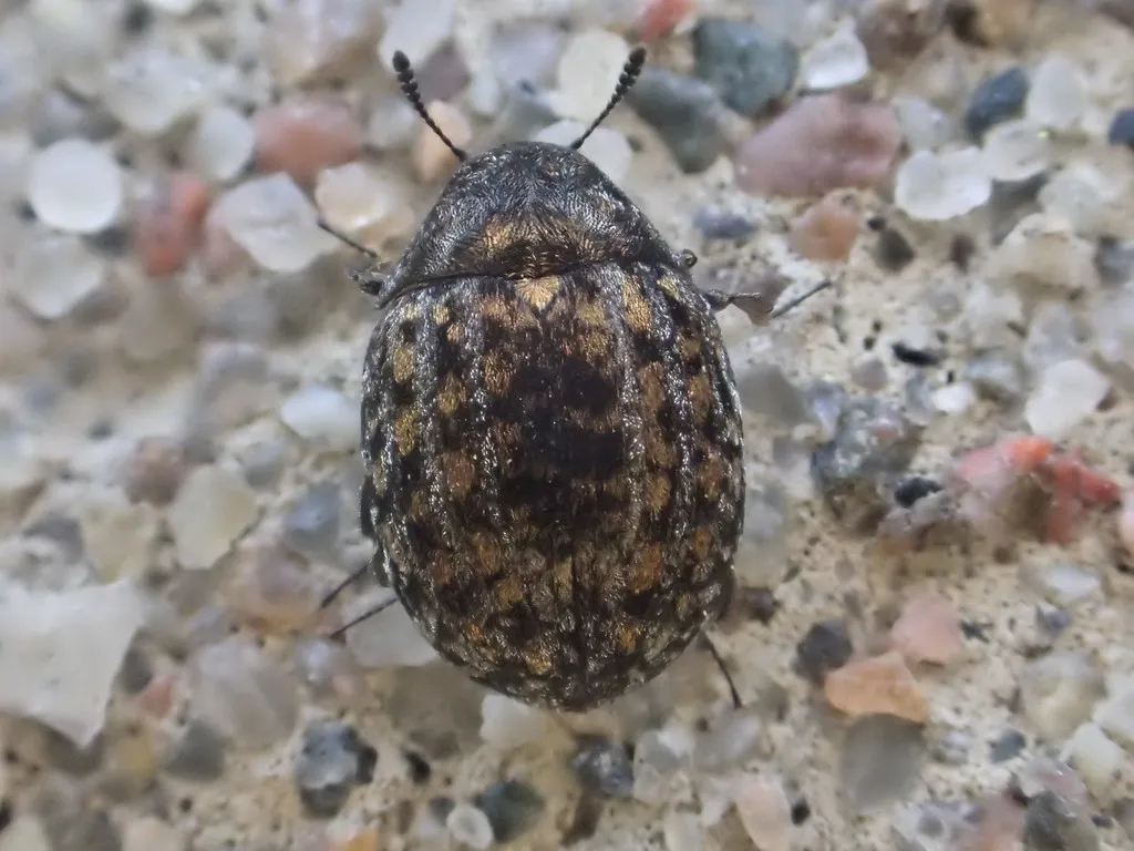 Cytilus alternatus - photo 2