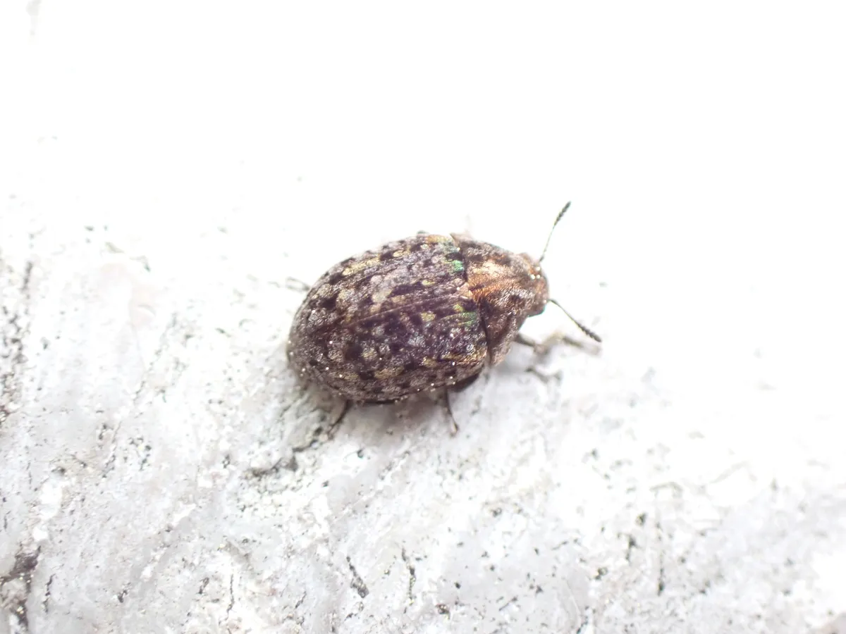 Cytilus kanoi - photo 3