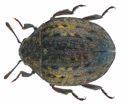 Cytilus sericeus