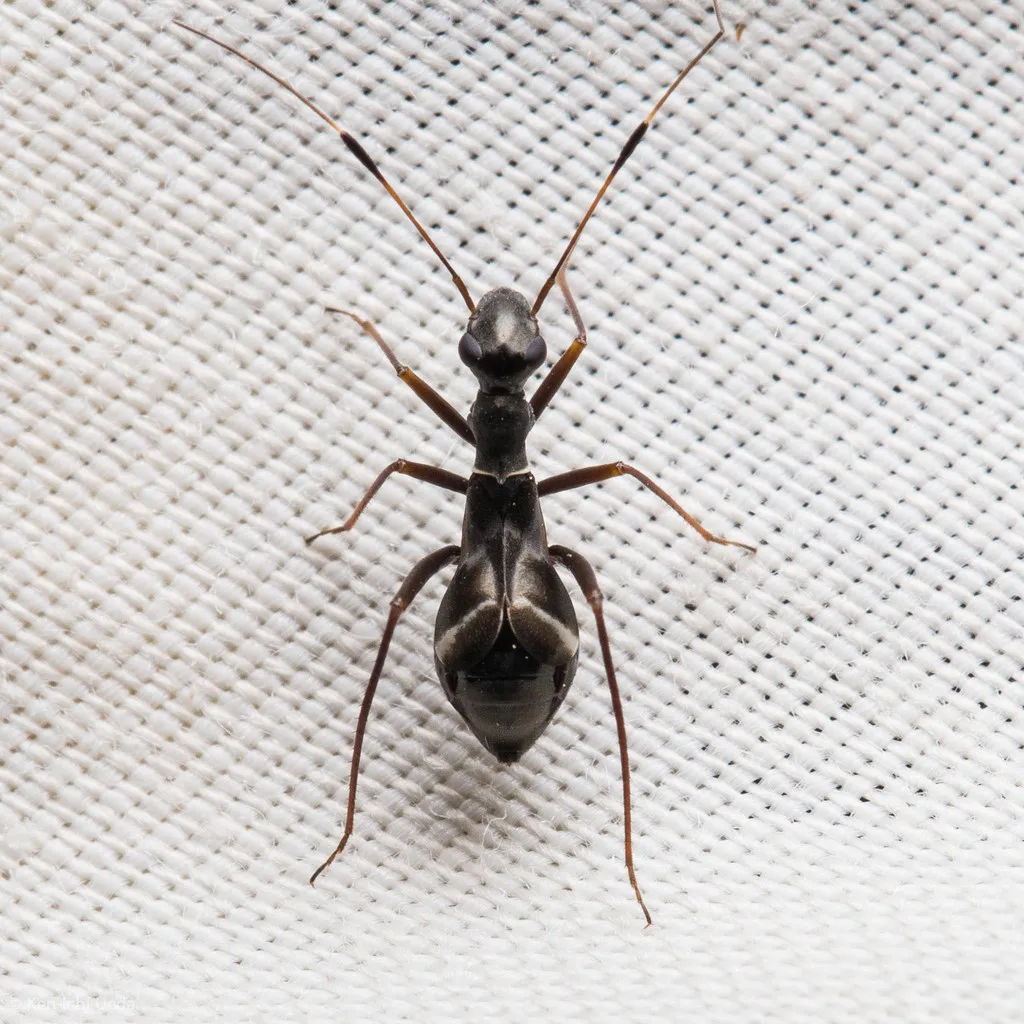 Dacerla mediospinosa - photo 2