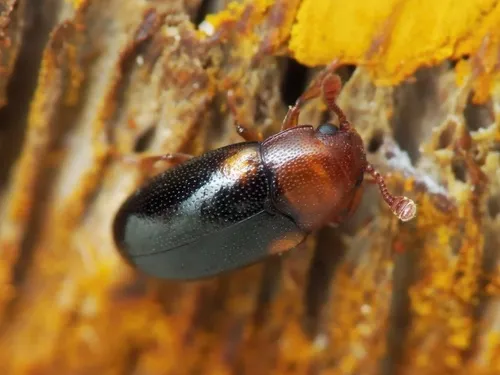 Dacne bipustulata