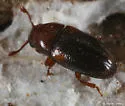 Dacne californica