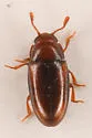 Dacne picea - Dacne picea
