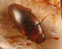 Dacne pubescens
