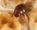 Dacne pubescens - photo 2