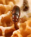 Dacne pubescens - photo 3