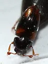 Dacne quadrimaculata