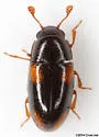 Dacne quadrimaculata - photo 2
