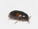 Dacne quadrimaculata - photo 3