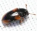 Dacne quadrimaculata - photo 4