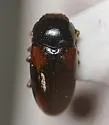 Dacne quadrimaculata - photo 5