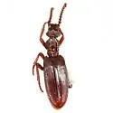Dacoderus steineri