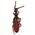 Dacoderus steineri - photo 2