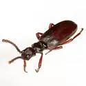 Dacoderus steineri - photo 3