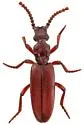 Dacoderus striaticeps