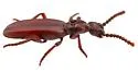 Dacoderus striaticeps - photo 2