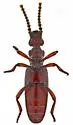 Dacoderus striaticeps - photo 3